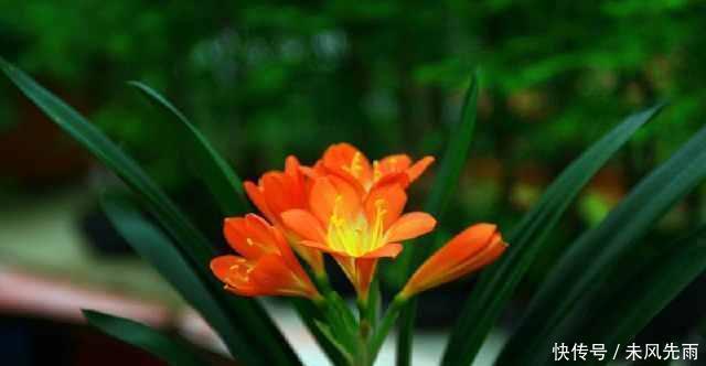 新根|花匠严肃的说, 给君子兰这样洗个澡, 花苞蹭蹭长, 1年开花好几次!