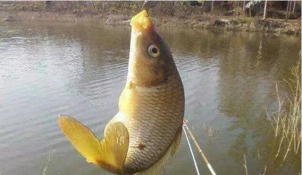 钓友|野钓时,大鱼进窝会出现这3种信号,钓友:随便一钓都很过瘾