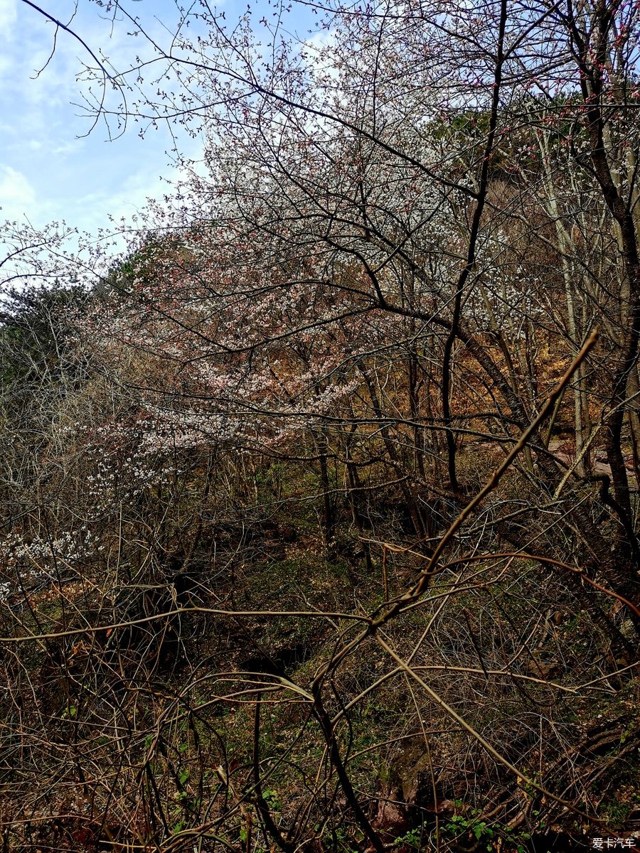 老年|【爱卡踏青季】迎春·大洪山踏雪赏花