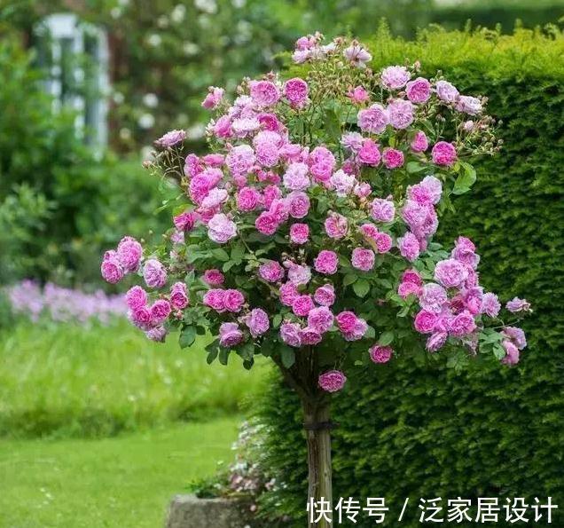 养月季,学会这个小动作,月季轻松长成树,花开满枝