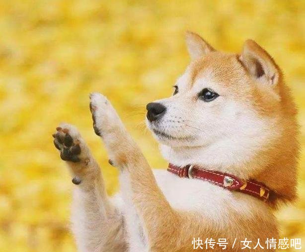 想要挑选到品相好的柴犬 学会看这5个部位 你就是行家 快资讯