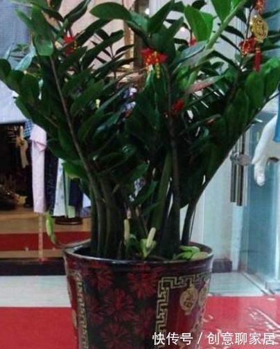金钱树|6种植物,花开富贵“好兆头”,能养开花“不简单”