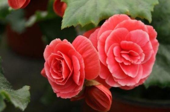 太阳花|大暑过后在家养护花卉,花开繁盛又迷人,易打理,花色艳丽