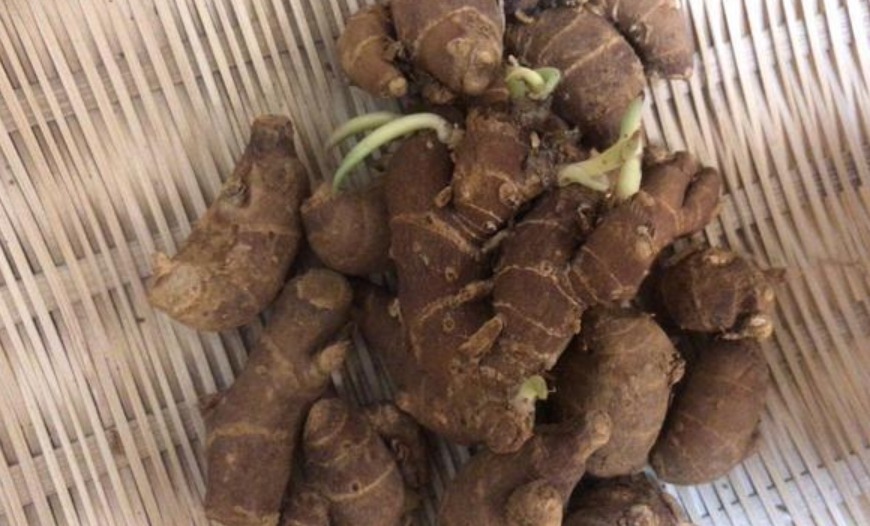 这三种植物可以完全代替葱、姜、蒜,并且做出的菜品味道也不差