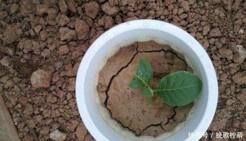 土质|最不适合养花的几种土壤,千万不要用,否则黄叶烂根养不活!