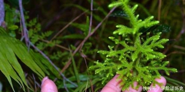 风湿药酒|俗语“筋长一寸，寿延十年”，农村这种野草，是老大夫的宝贝