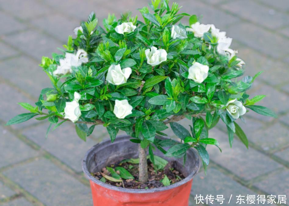 养护|3种花“清新脱俗”，不管养哪一种，都会觉得值得