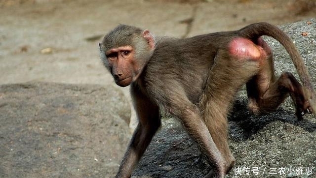 农村|农村的“四大”顺口溜, 搞笑又有内涵, 尤其是“四大硬”太生动了