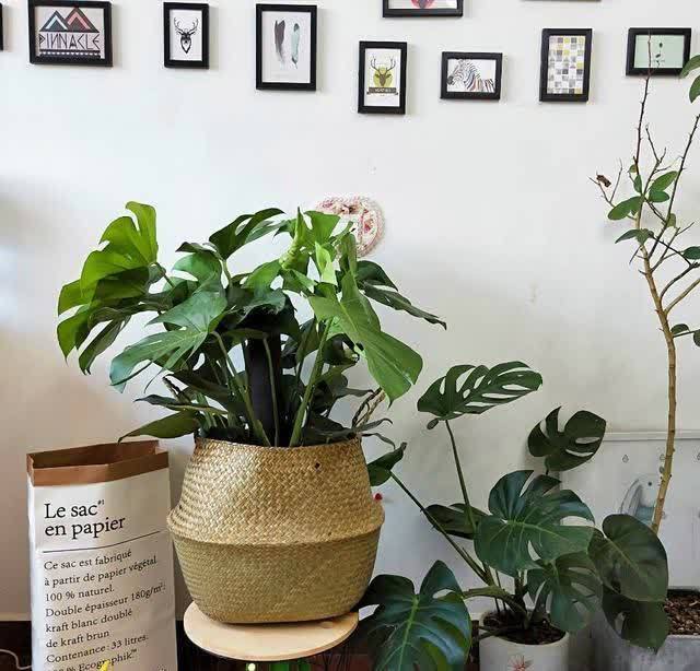 君子兰|发现5种“寿星花”,适合老人养,寓意好、颜值高,越养越值钱