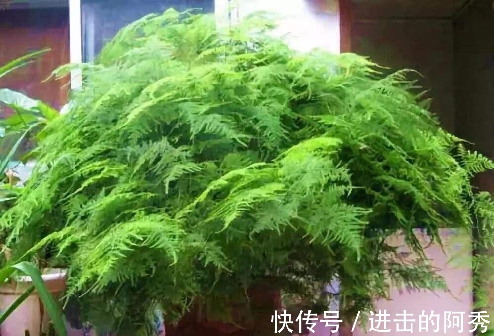 20种“坑人花”,真的很难养,没有三五年的养花经验,别入坑