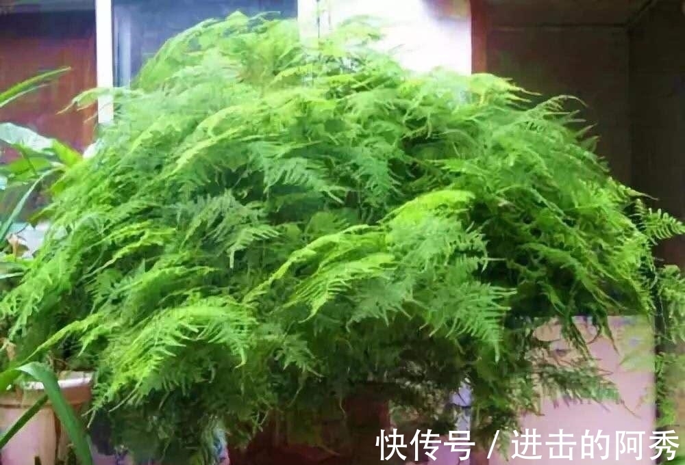 花卉|20种“坑人花”，真的很难养，没有三五年的养花经验，别入坑