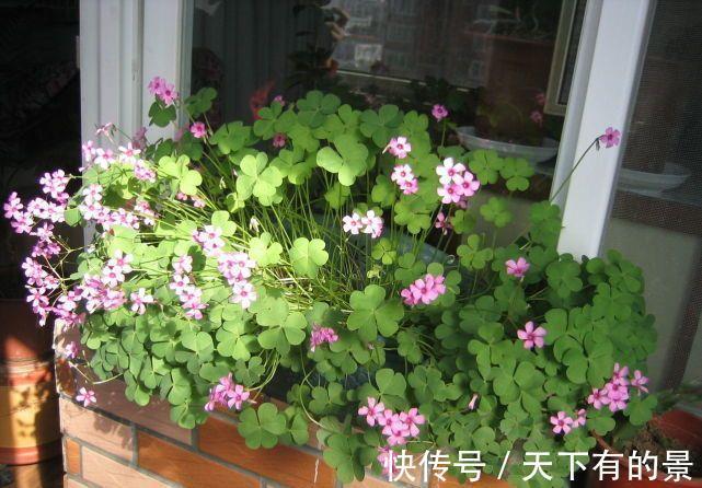 养花|新手养花只有“养不好”和“养死”吗?小花匠告诉你答案,很简单