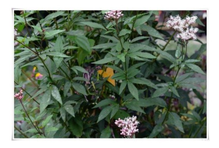 佩兰,气味芳香,化脾胃湿气;医生说:如有鲜品,效果更好