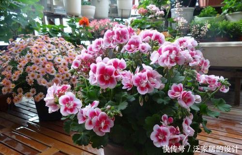 阳台|阳台再小，也要养4种花，比牡丹好看，比吊兰好养，家里养真适合