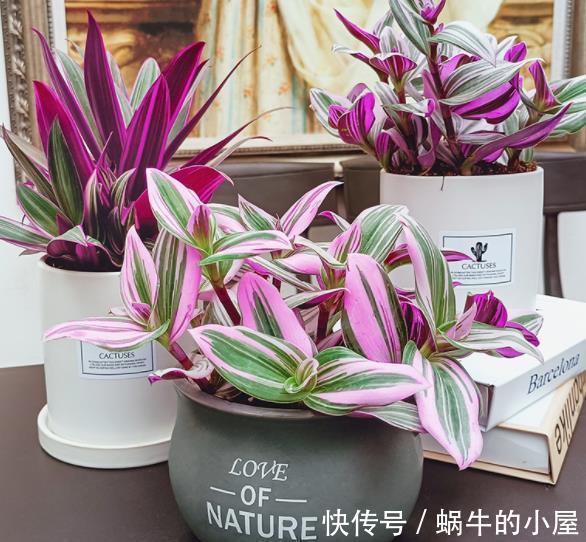 新手养婚礼油画吊兰,学会浇水技巧,叶片靓丽浪漫极了