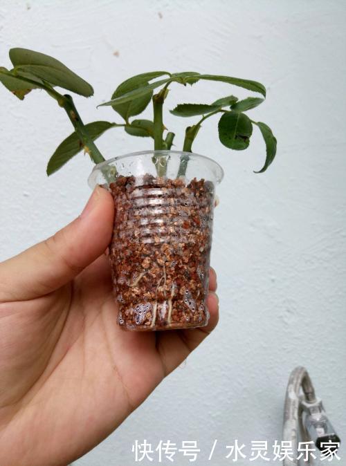 往下数|花谢后做这一步,3天窜8个芽,一个月就爆盆!