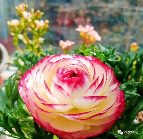 最美“芹菜花”,土里埋两个爪子,3日爆芽,养着养着就开满盆!