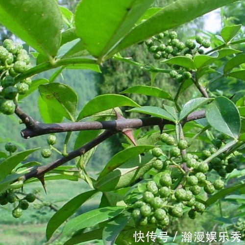 脚气|一把花椒八种病，巧用花椒解烦恼，不仅治脱发，还能治疗脚气！