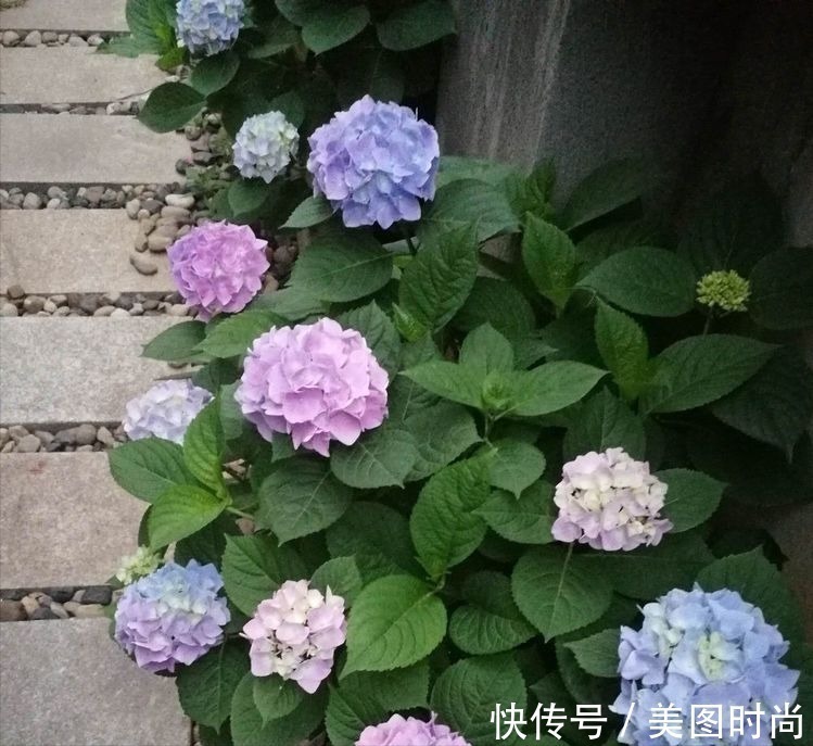 菜地|2年前买了个300㎡的露台,打造成屋顶花园,过上了田园生活