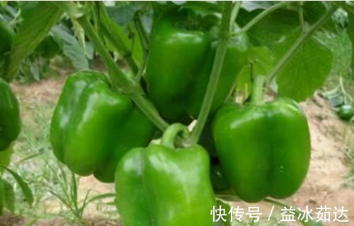 青梅果|对身体最好的3种食物,排毒养颜、延缓衰老,好吃又不贵!