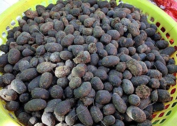 植物|养三角梅,1把“黑球”撒土里,枝条一下“窜2米”,开花1000朵!