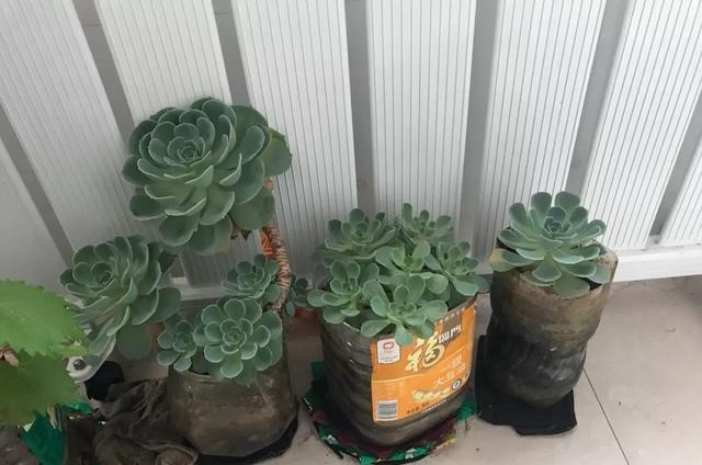 只要家里有油桶,就不用花钱买花盆!多肉种在油桶里,叶子胖嘟嘟