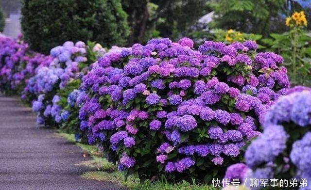 是因为|绣球花经常黄叶,养不好?那是因为养殖方法不对