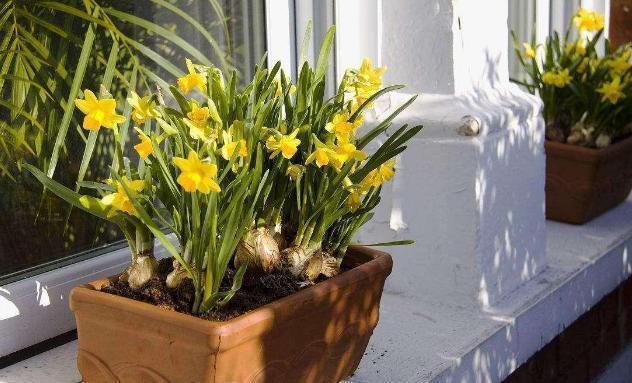 除了手动翻土,还能通过“加点料”改善土质,解决土壤板结困扰