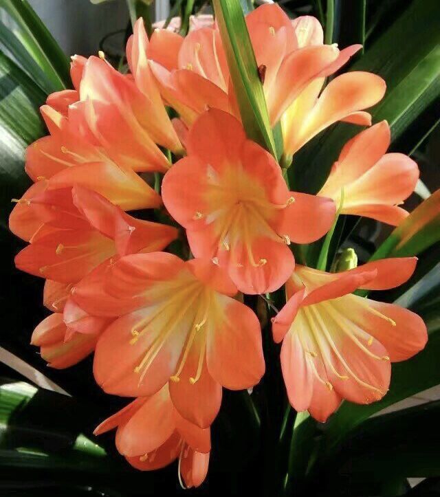 君子兰“养10年”都不烂根,就用了“5个小技巧”,南北方通用