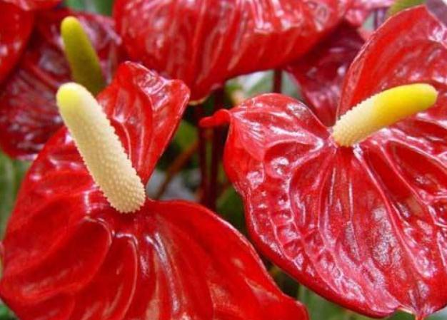 养红掌,学会“转一转”,叶片油亮、花苞多,满屋“红艳艳”