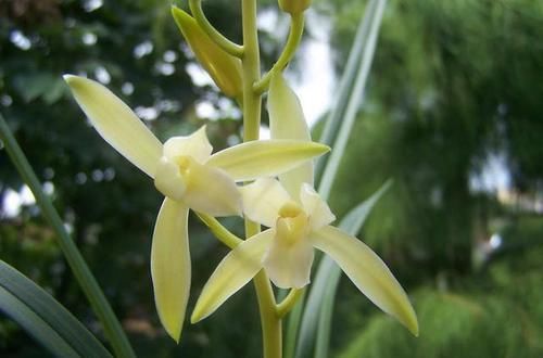  朱德素|此兰是素心“第一花”，每年可开4次，花苞又大又香，是养兰首选