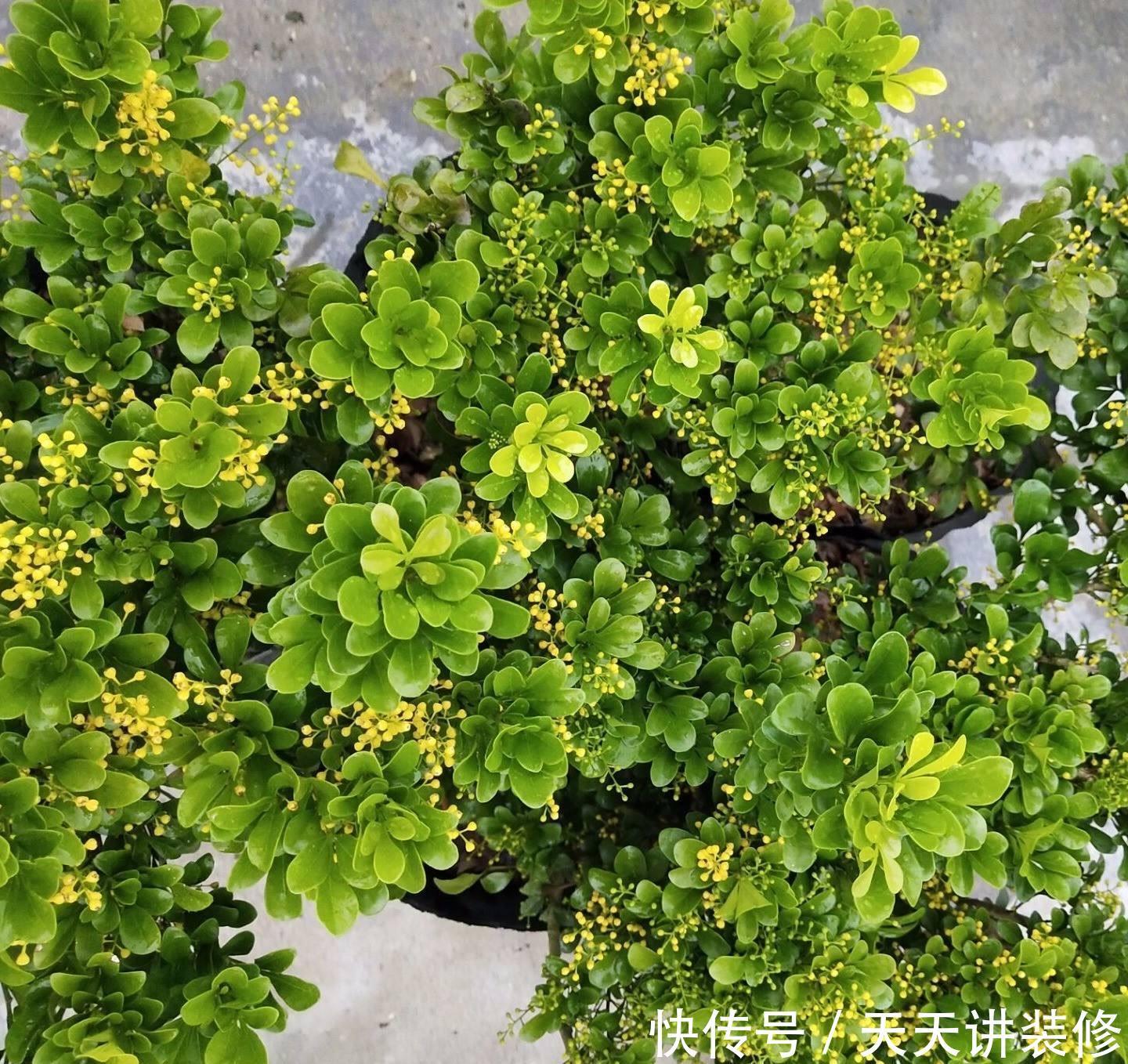 不停|养四季米兰,注意4件事,对它的生长大有裨益,不停长叶又开花