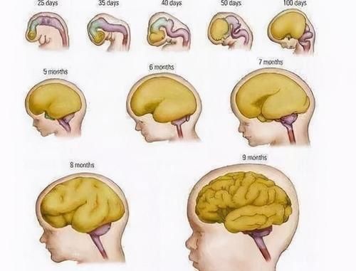 怀孕吃什么宝宝更聪明，什么阶段吃最好？根据宝宝大脑发育规律吃