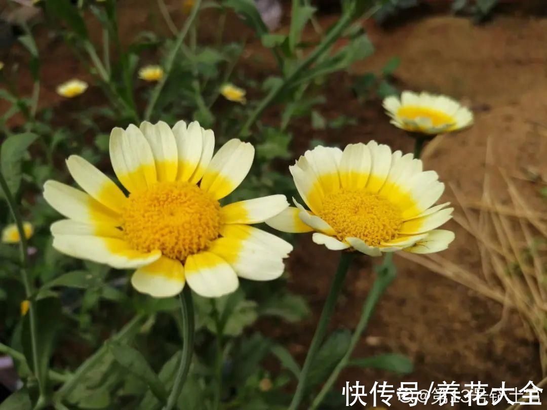 50种花春天播种,长满小院子,能开一整年