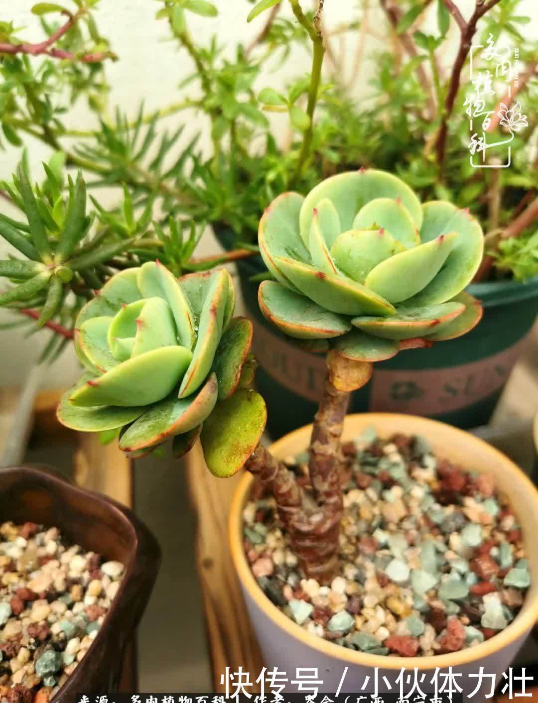 锦晃星|时光不再,人心在,多肉在!