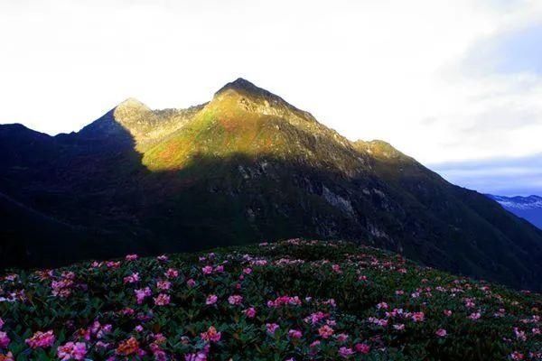 错那县|再见山南杜鹃花丨一生必去的绝美秘境!