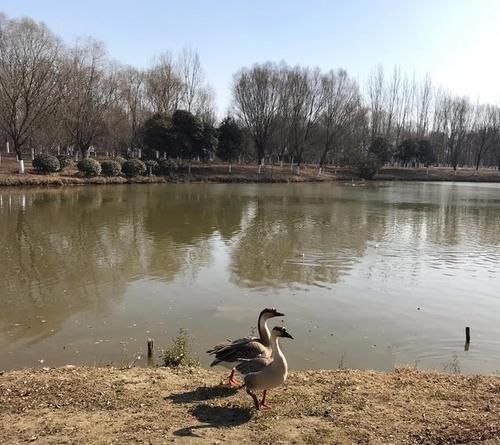 冬天|冬天的湿地公园