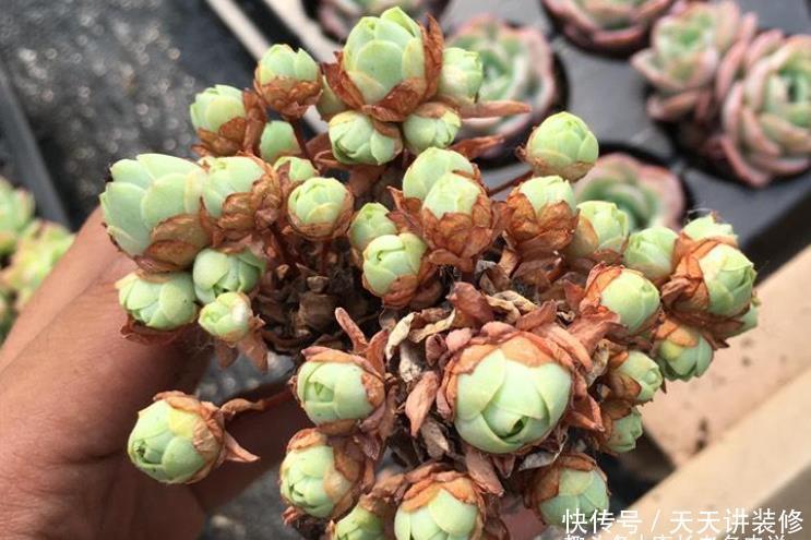 茎秆|多肉底部的枯叶该摘掉吗?当然要摘,但有些品种的枯叶不能全摘