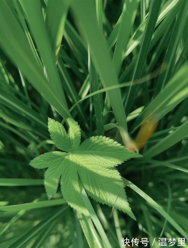 恋爱中|桃花来袭，心动难守，旧爱回头，旧情复燃，此生不离