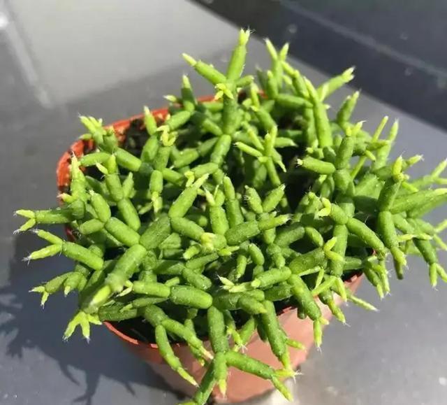 叶片|超冷门的多肉植物，你可能没见过，但养过就会上瘾