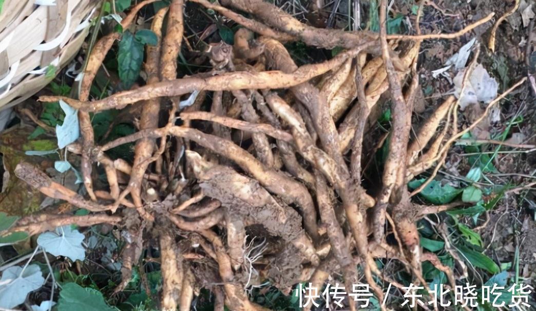 野生|5种不起眼的植物，常被挖来卖钱，有的价值上万一斤，要懂得识别