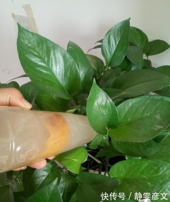 养花|养花土里加点料,肥的流油,从来不板结,开花太猛了