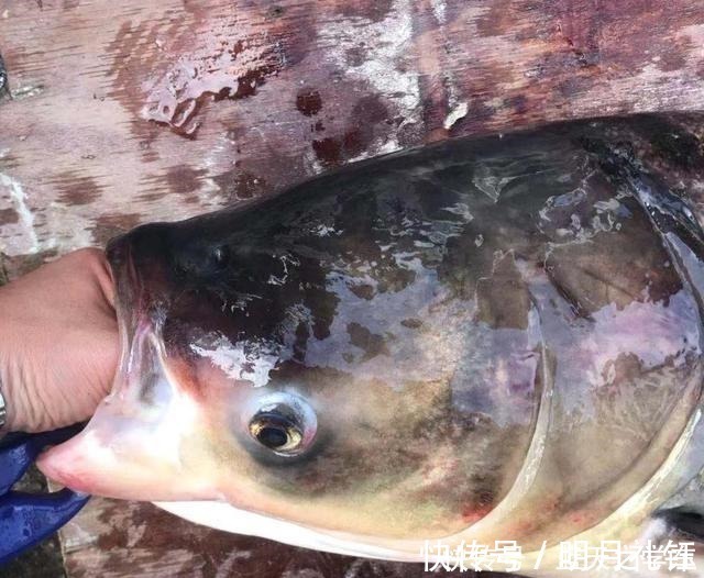 你的钓鱼瘾是什么等级在你不钓鱼的时候,就能看出来