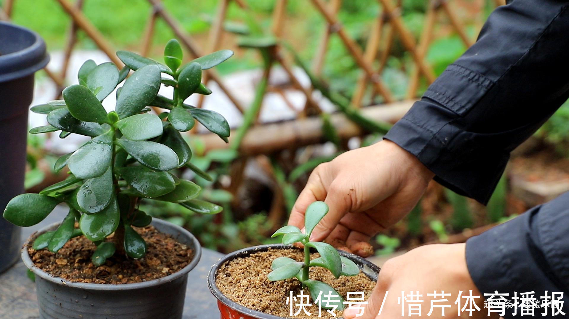 3种“养人花”，好看好养又能净化空气，越养越“贵气”！