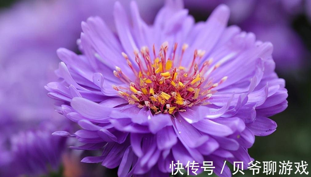 这5种花,纯正的紫罗兰色,天然又纯粹,太美了