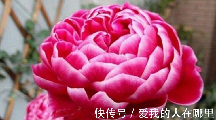 太阳花|4种花是花中劳模,一年四季开花不断,一盆千百朵,枝头花苞满