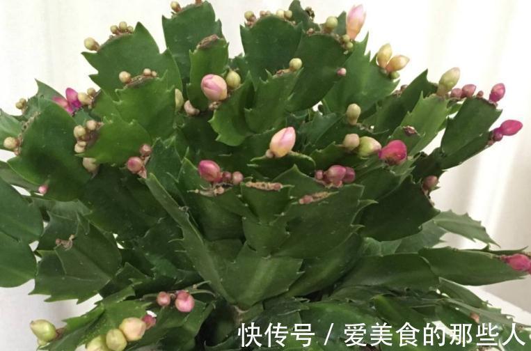 蟹爪兰叶子发软,没精神,再不此样做,只怕冬季难开花,快瞧瞧吧