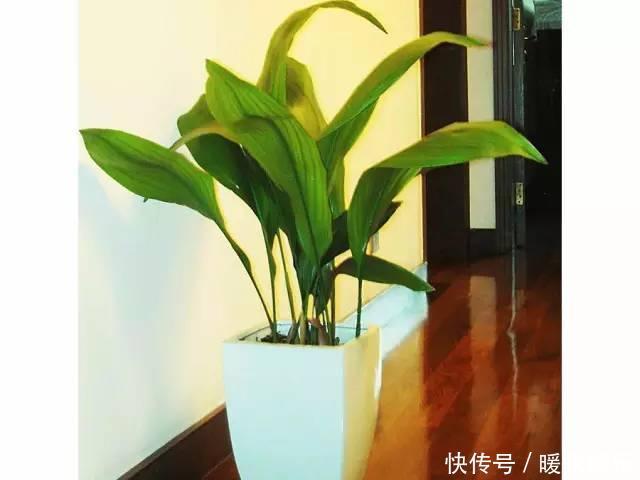 想让卫生间增添绿意,选择这些植物准没错!