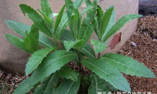 中年|这种野草浑身长满刺,乡下人都很讨厌它,如今卖20多元一斤