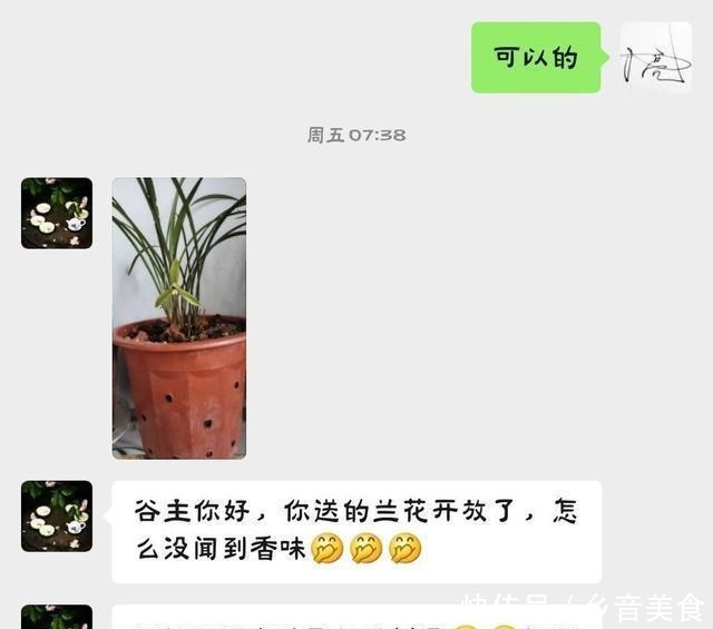 春兰不香教你一招,芳香满庭